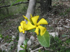 Mandevilla torosa