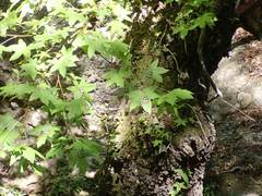 Liquidambar orientalis