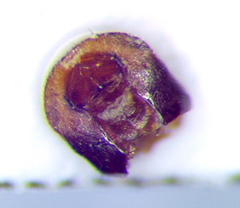 Emblethis denticollis