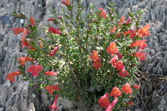 Hedeoma ciliolata