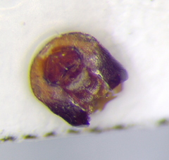 Emblethis denticollis