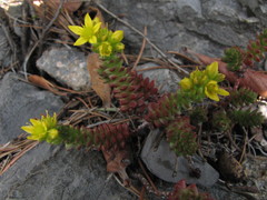 Sedum chrysicaulum