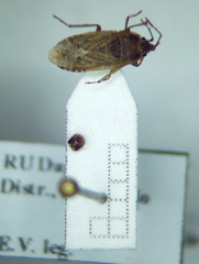 Emblethis denticollis