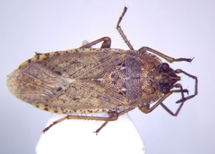 Emblethis denticollis