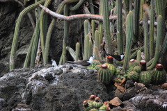 Onychoprion fuscatus