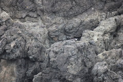 Onychoprion anaethetus