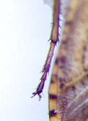 Emblethis denticollis