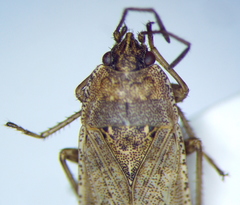 Emblethis denticollis