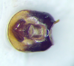 Emblethis denticollis