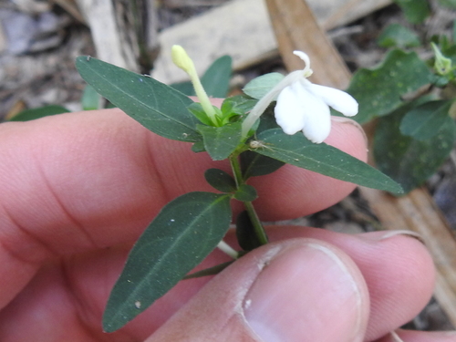 Turner's water-willow (Justicia turneri)