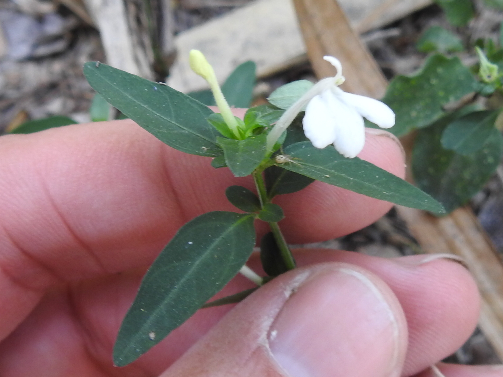 Justicia turneri