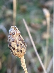 Centaurea nigra × debeauxii