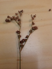 Juncus canadensis