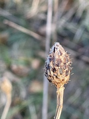 Centaurea nigra × debeauxii
