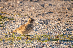 Galerida cristata meridionalis