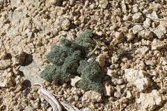 Lomatium mohavense