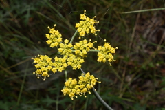 Lomatium parvifolium