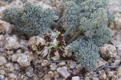 Lomatium mohavense
