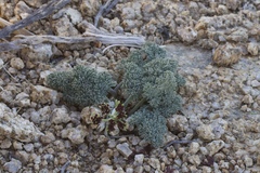 Lomatium mohavense