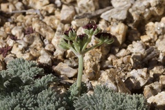 Lomatium mohavense