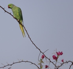 Psittacula krameri