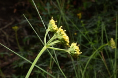 Lomatium parvifolium