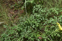 Lomatium parvifolium