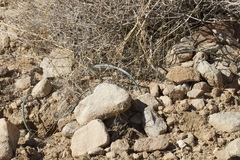 Calochortus kennedyi
