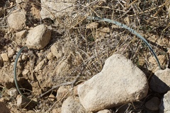 Calochortus kennedyi