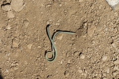 Calochortus kennedyi