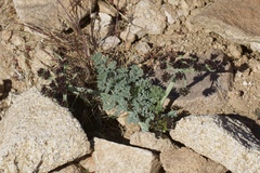 Lomatium mohavense