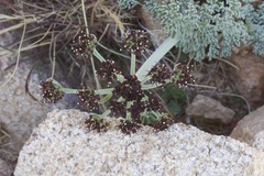 Lomatium mohavense