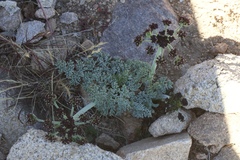 Lomatium mohavense