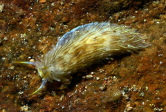 Cerberilla
