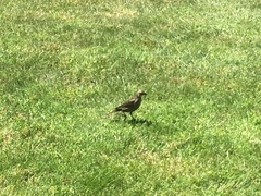 Molothrus ater