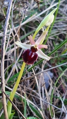 Ophrys sphegodes massiliensis
