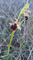 Ophrys sphegodes massiliensis