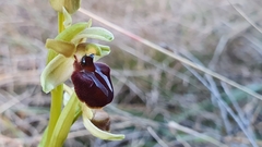 Ophrys sphegodes massiliensis