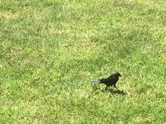 Molothrus ater