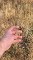 Muhlenbergia expansa