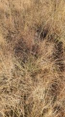 Muhlenbergia expansa