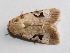 Ariathisa abyssinia