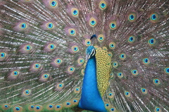 Pavo cristatus