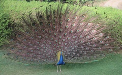 Pavo cristatus