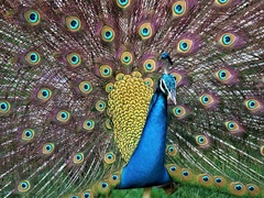 Pavo cristatus