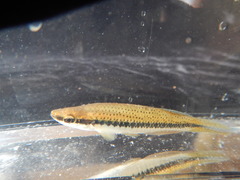 Fundulus olivaceus