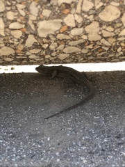 Sceloporus occidentalis