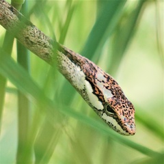 Thelotornis capensis capensis