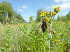 Libelloides sibiricus