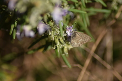 Leptotes pirithous pirithous